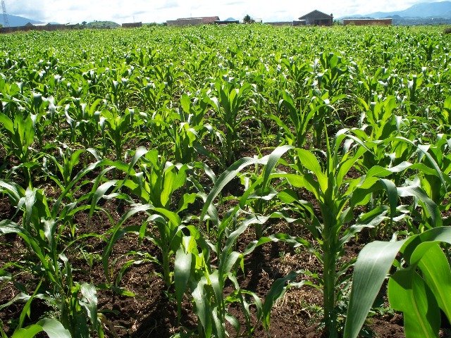 Maize growing on school land will provide income to replant next year and profit for the school